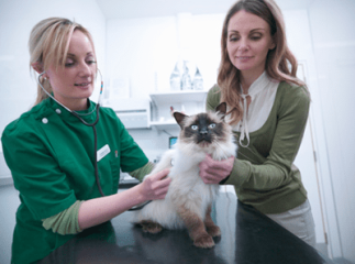 chat chez le vétérinaire